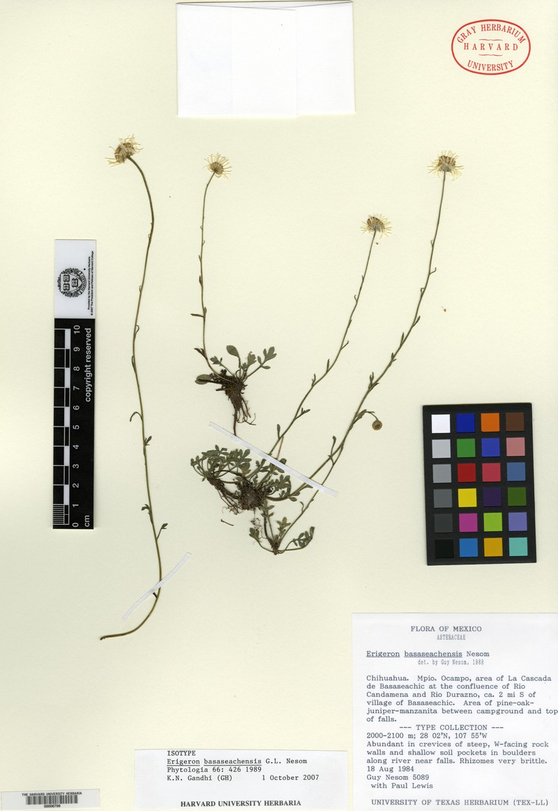 Erigeron basaseachensis photo 6