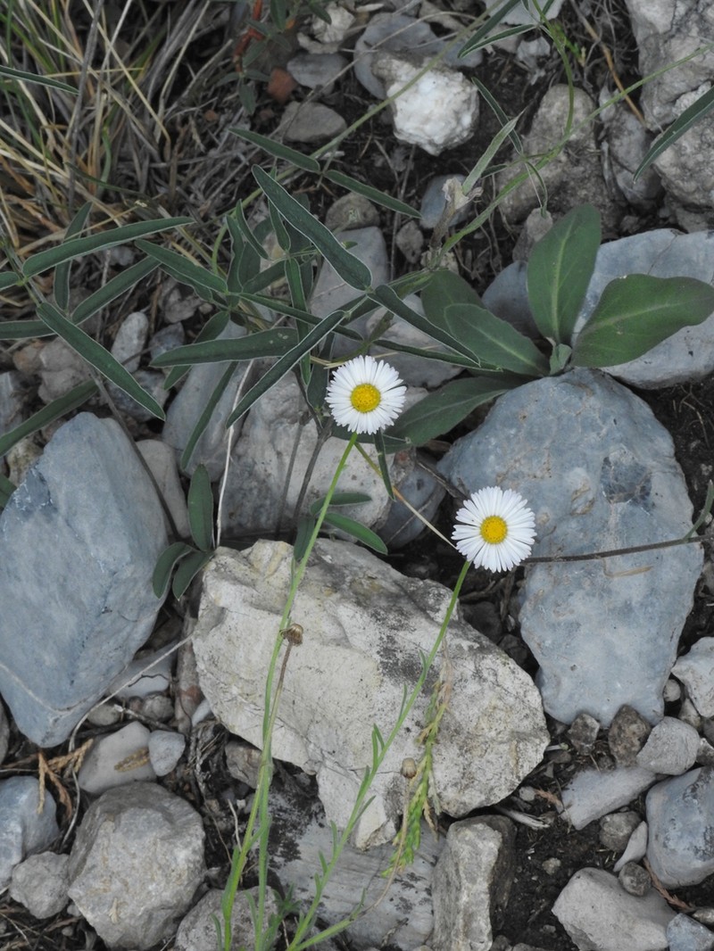 Erigeron basilobatus