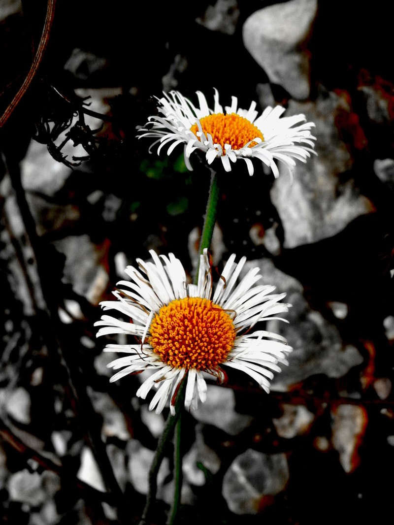 Erigeron basilobatus photo 2