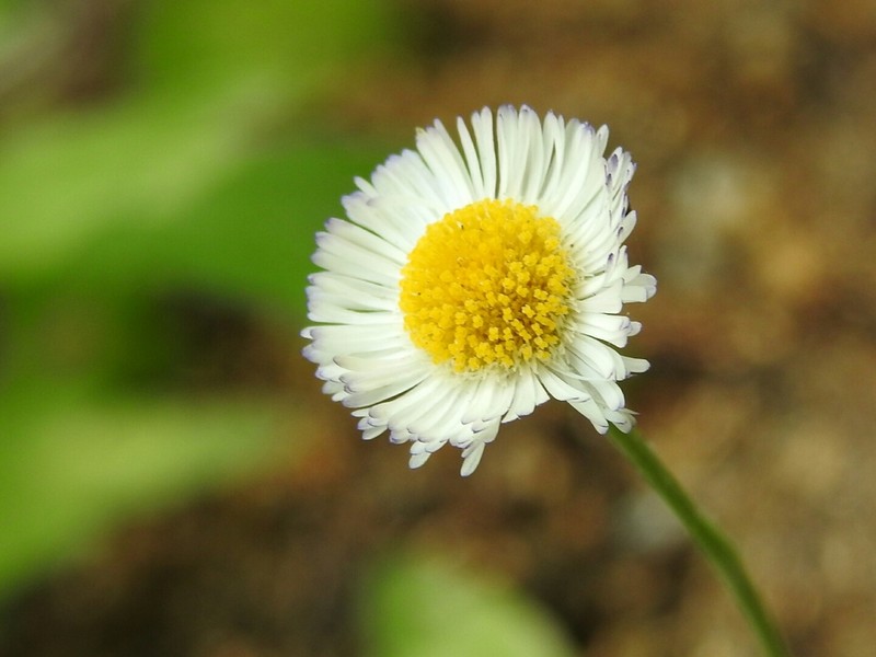 Erigeron basilobatus photo 3