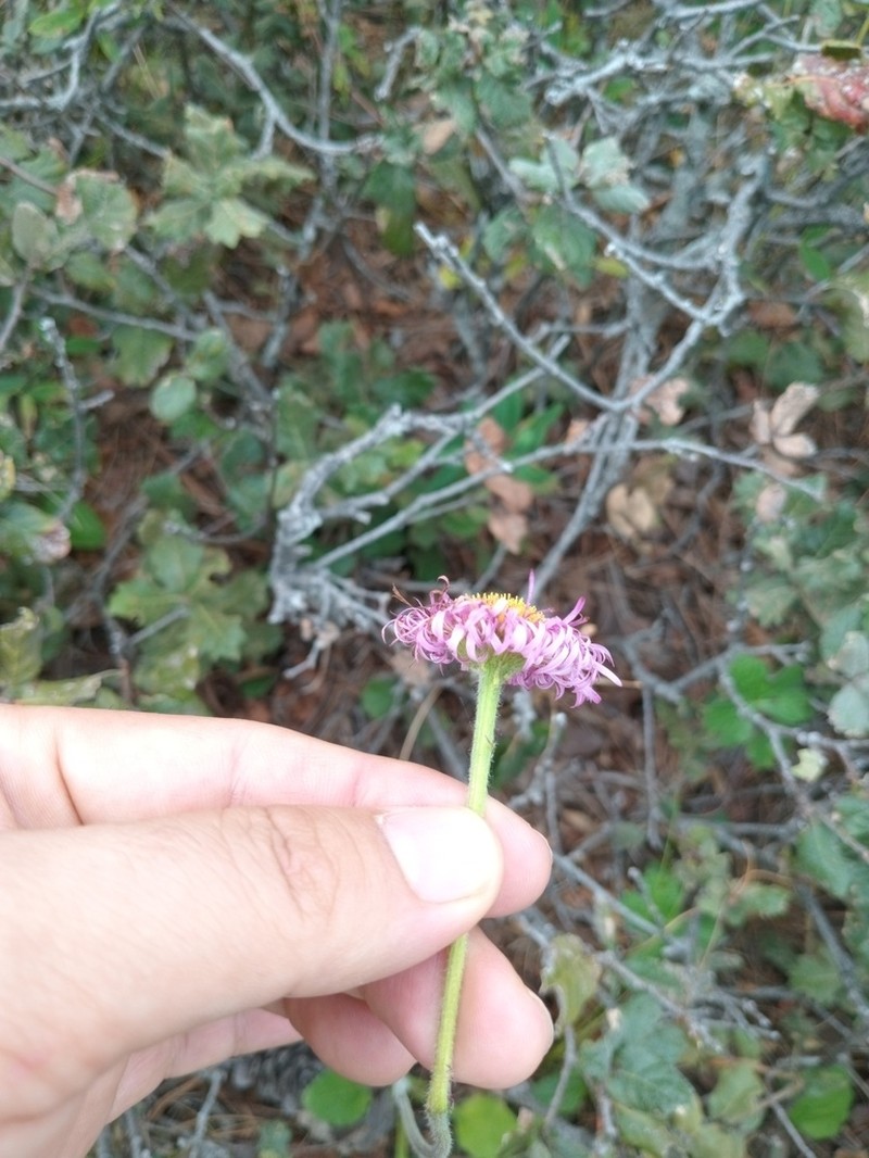 Erigeron basilobatus photo 4