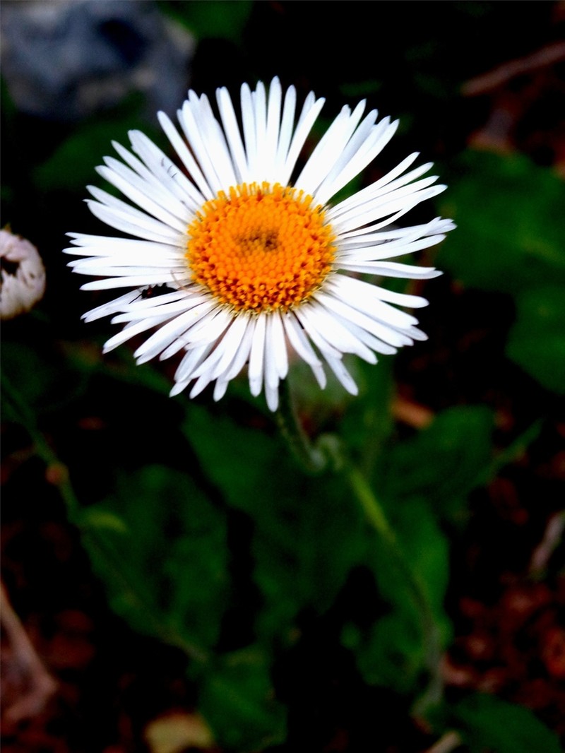 Erigeron basilobatus photo 5