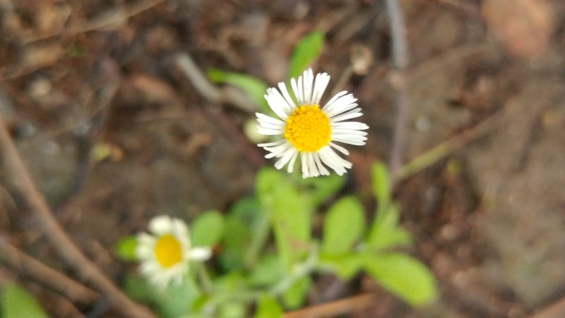 Erigeron basilobatus photo 6