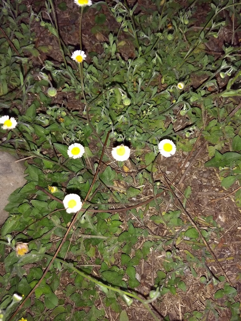 Erigeron basilobatus photo 7