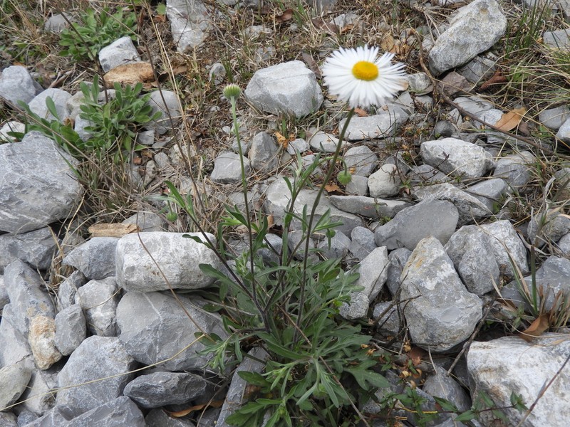 Erigeron basilobatus photo 8