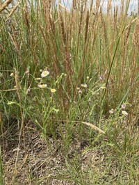 Western Daisy Fleabane
