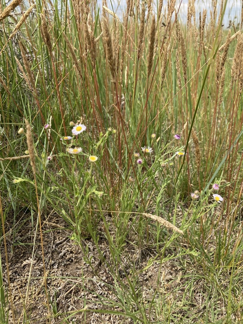 Western Daisy Fleabane