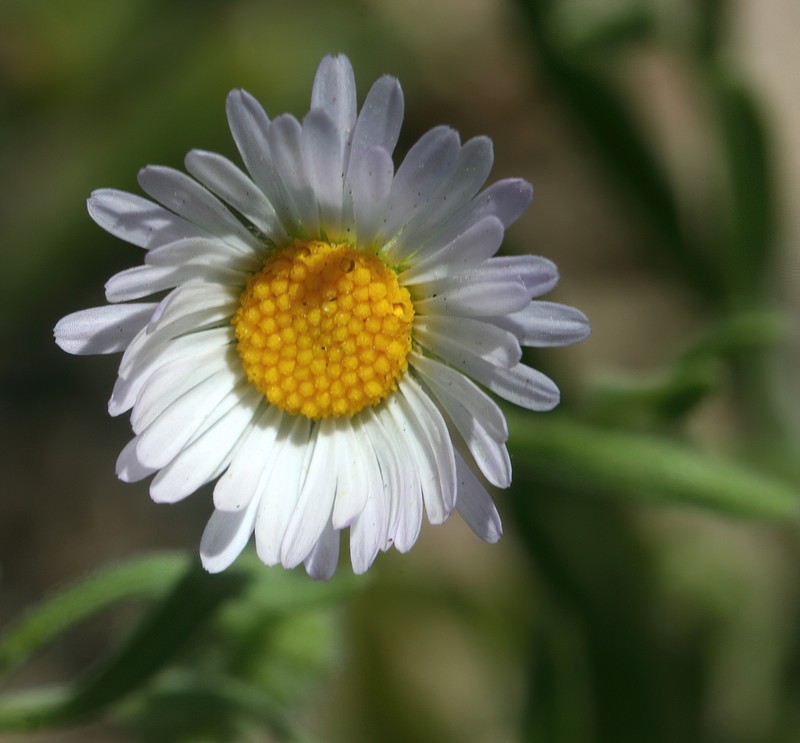 Western Daisy Fleabane photo 2