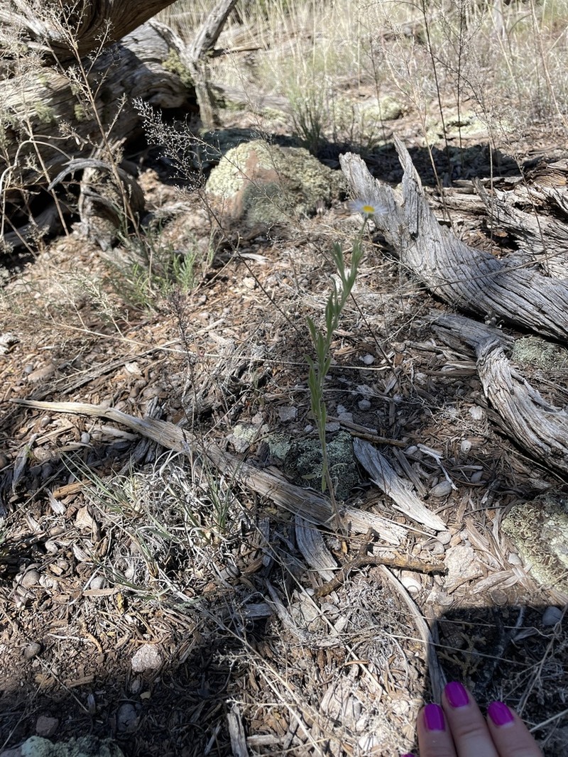 Western Daisy Fleabane photo 3