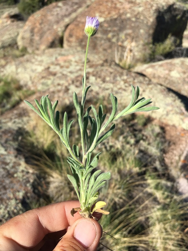 Western Daisy Fleabane photo 4