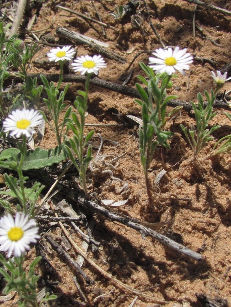 Western Daisy Fleabane photo 5