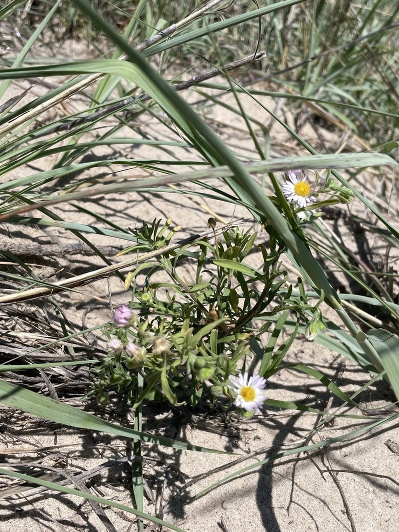 Western Daisy Fleabane photo 6