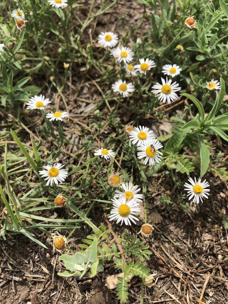Western Daisy Fleabane photo 7