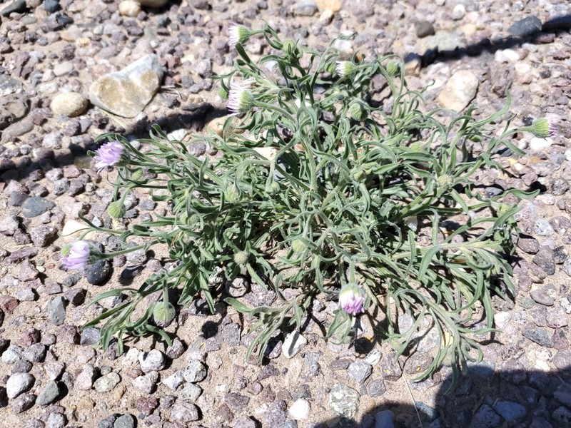 Western Daisy Fleabane photo 8