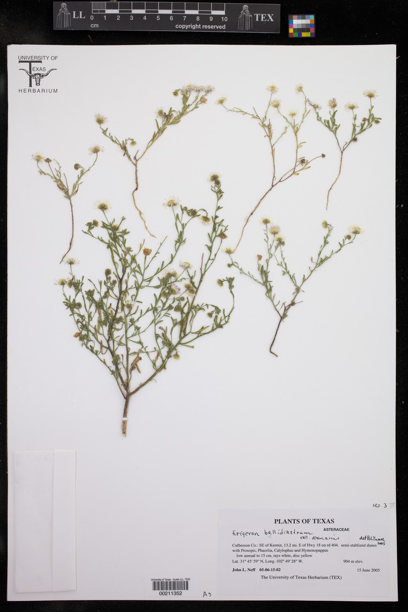 Erigeron bellidiastrum var. arenarius photo 2