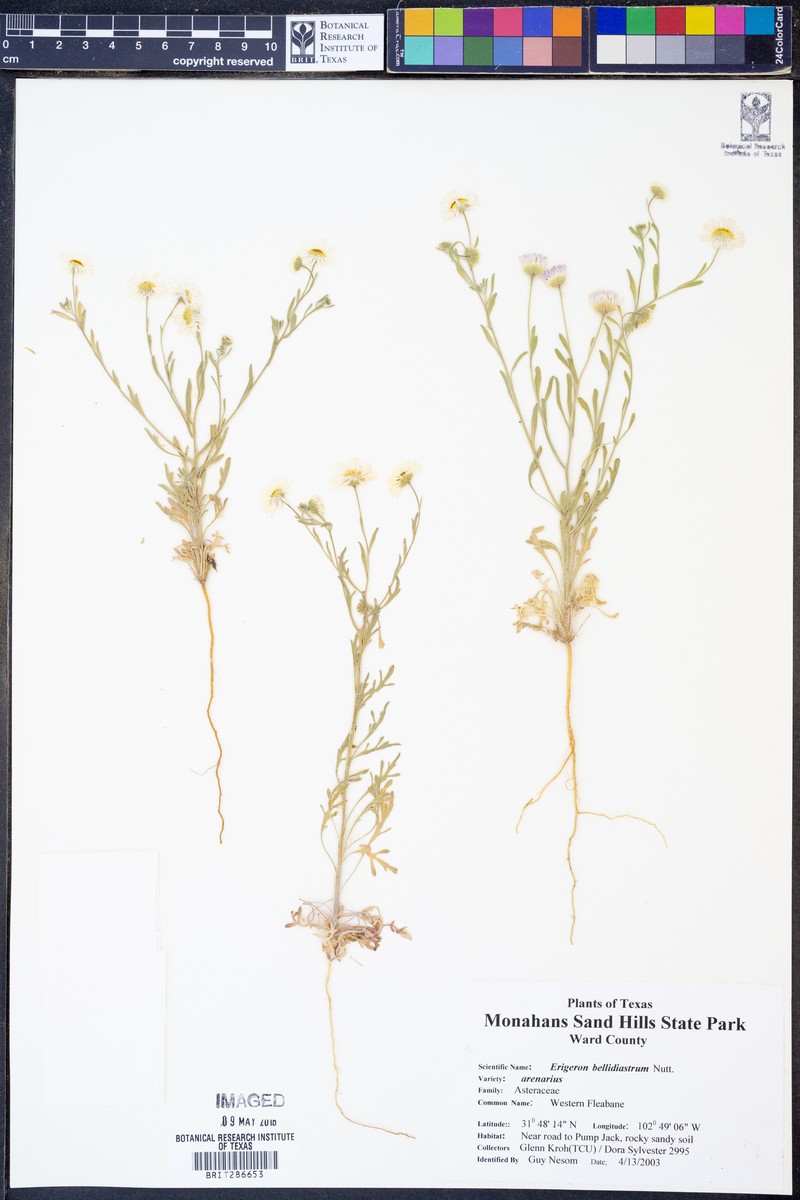 Erigeron bellidiastrum var. arenarius photo 3