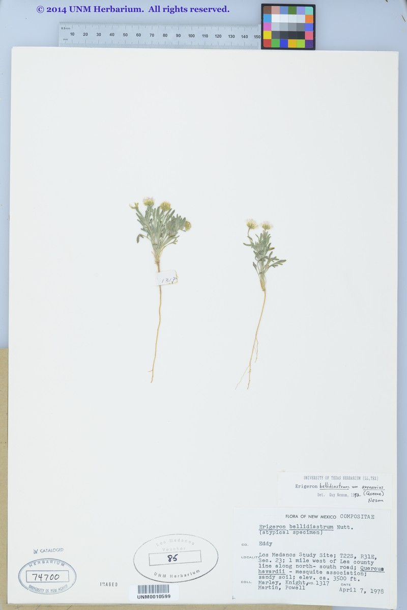Erigeron bellidiastrum var. arenarius photo 4