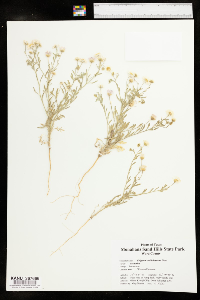 Erigeron bellidiastrum var. arenarius