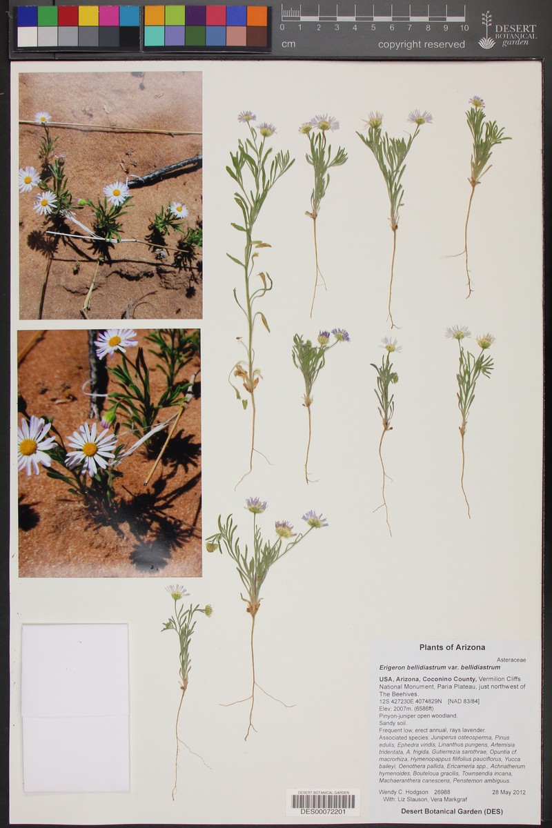 Erigeron bellidiastrum var. bellidiastrum photo 3