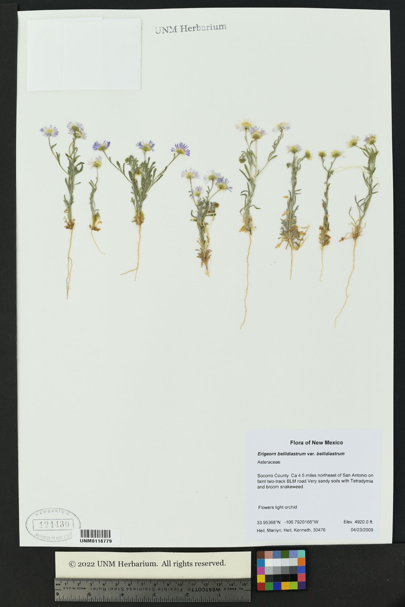 Erigeron bellidiastrum var. bellidiastrum photo 4