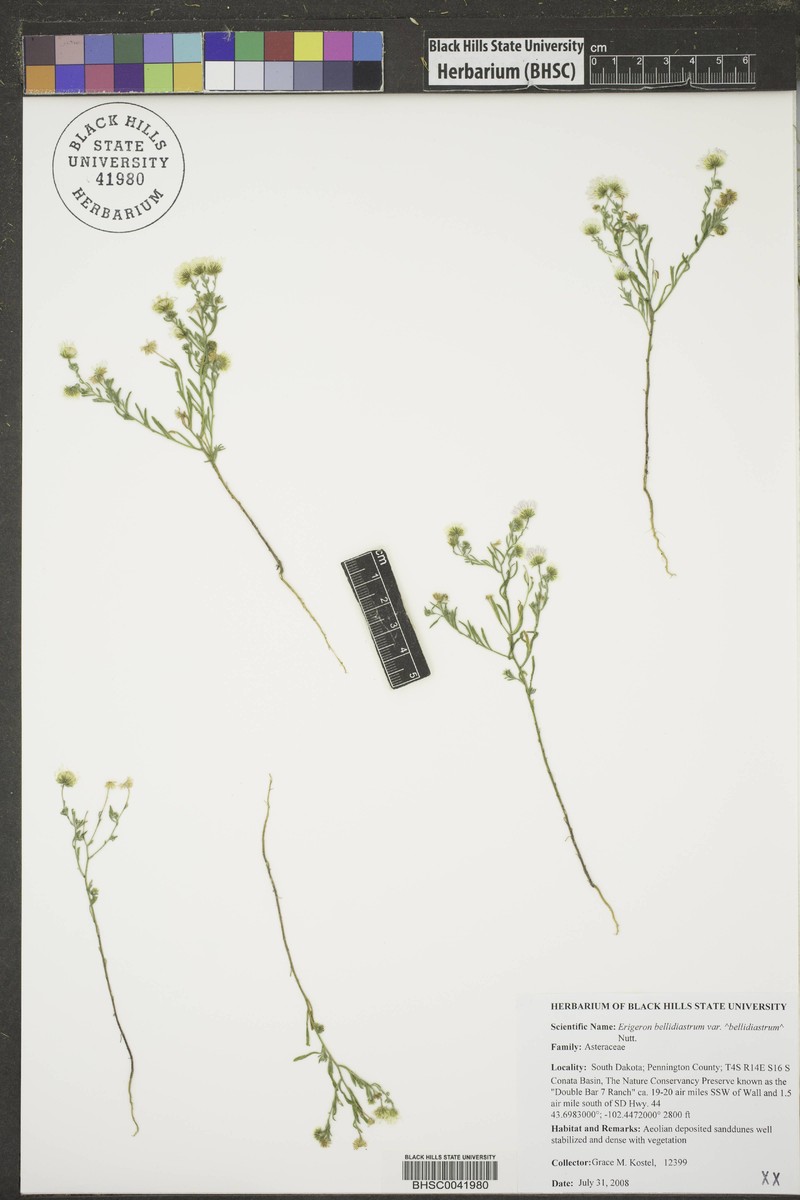 Erigeron bellidiastrum var. bellidiastrum photo 5