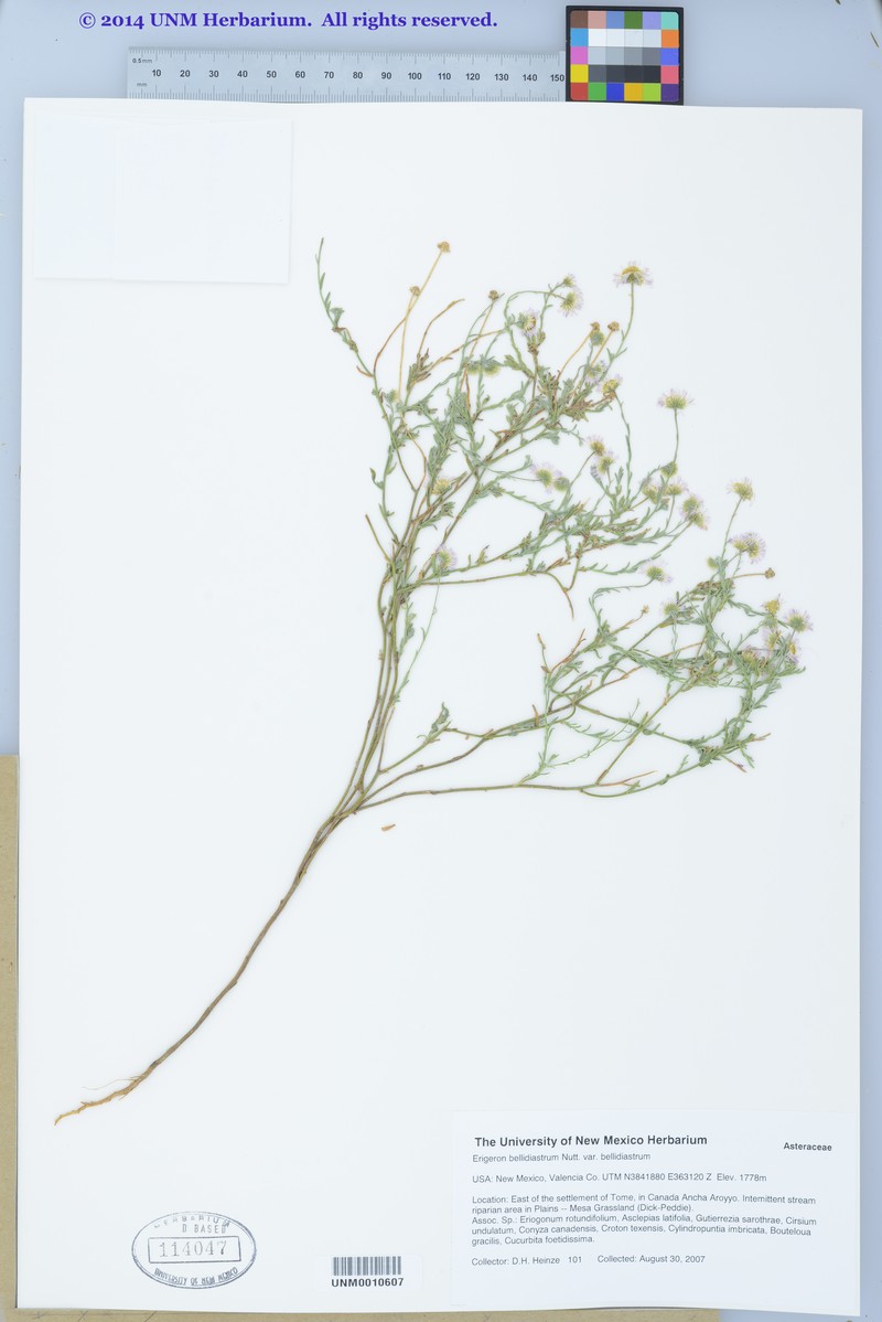 Erigeron bellidiastrum var. bellidiastrum photo 6