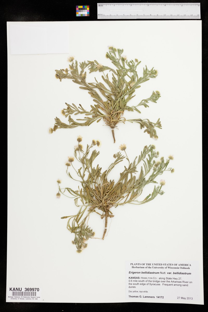 Erigeron bellidiastrum var. bellidiastrum