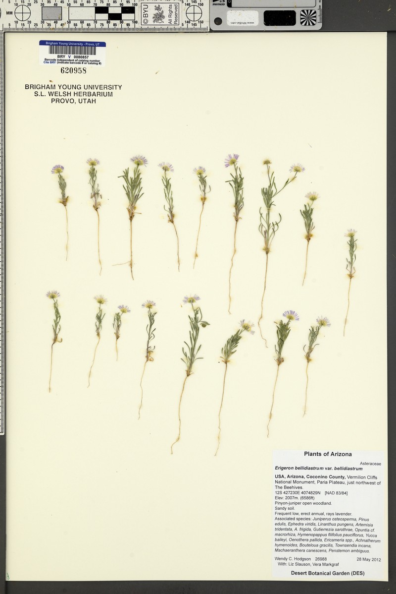 Erigeron bellidiastrum var. bellidiastrum photo 2