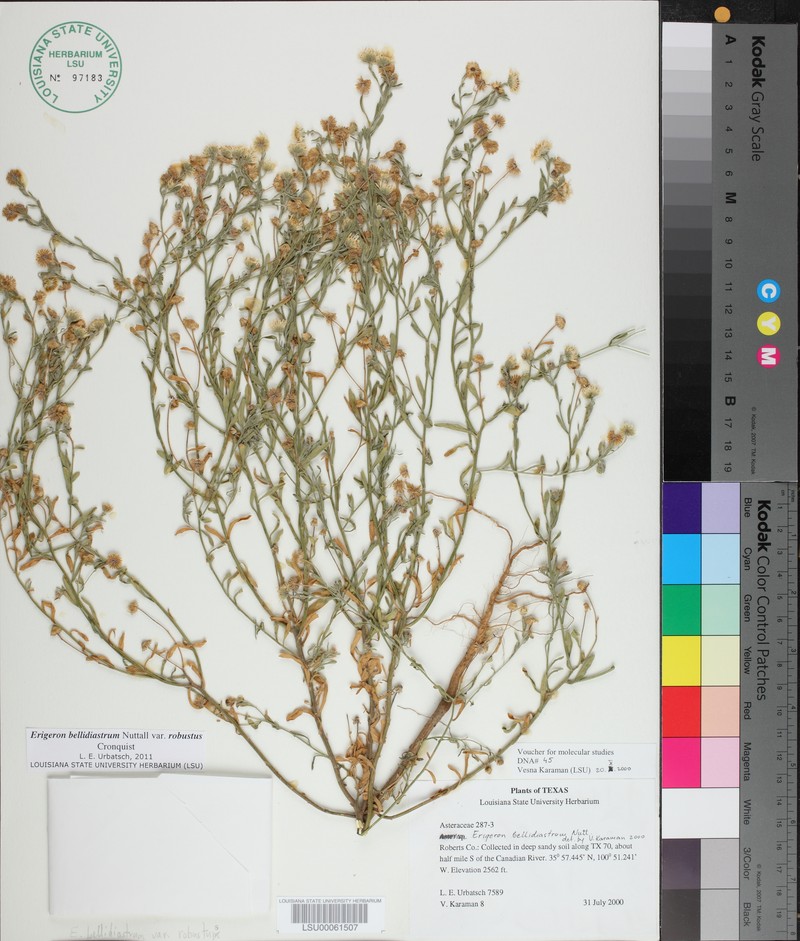 Erigeron bellidiastrum var. robustus photo 5