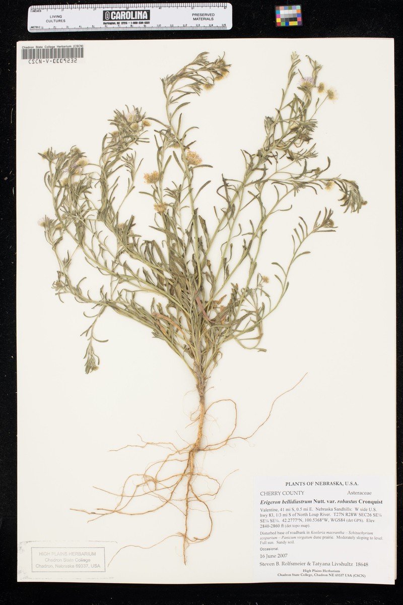 Erigeron bellidiastrum var. robustus