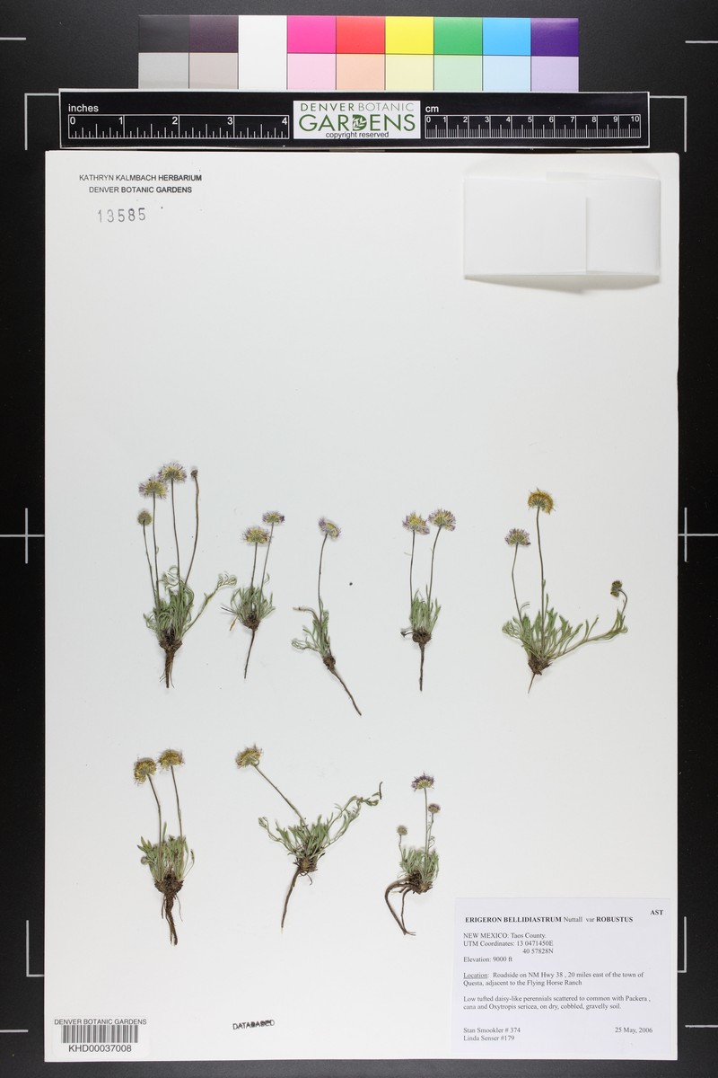 Erigeron bellidiastrum var. robustus photo 2