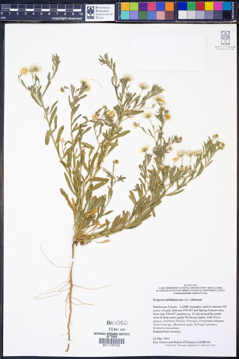 Erigeron bellidiastrum var. robustus photo 3