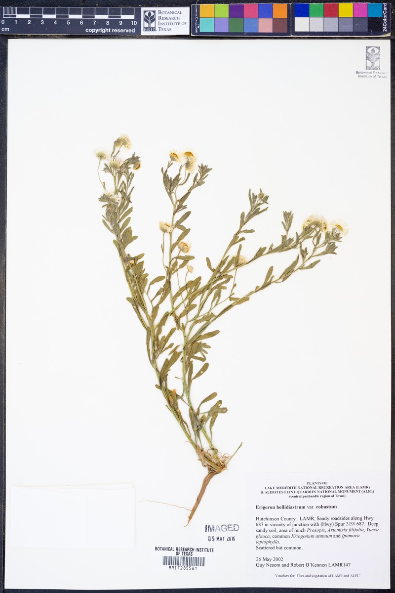 Erigeron bellidiastrum var. robustus photo 4