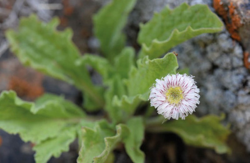 Erigeron bellidiformis