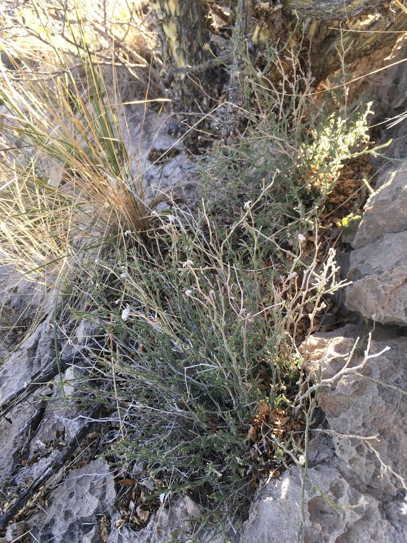 Bigelow's Fleabane