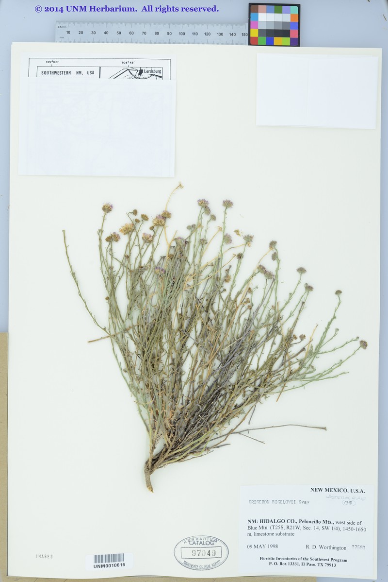 Bigelow's Fleabane photo 4