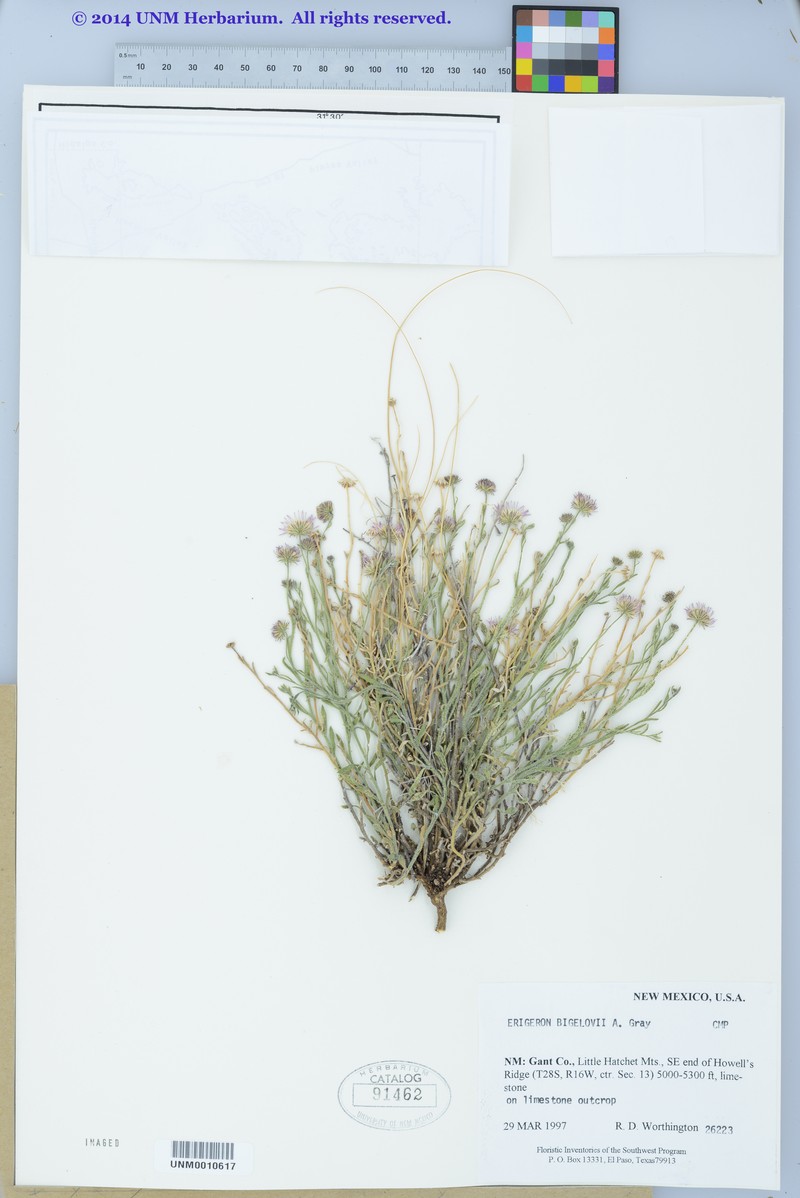 Bigelow's Fleabane photo 5