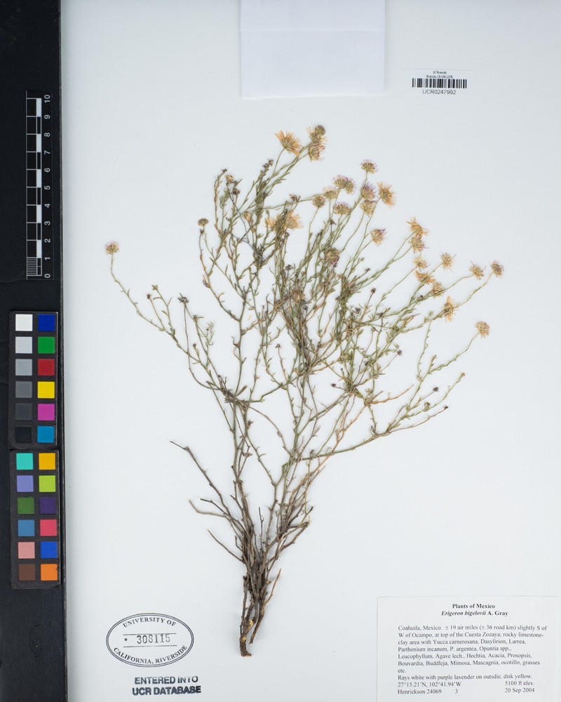 Bigelow's Fleabane photo 2