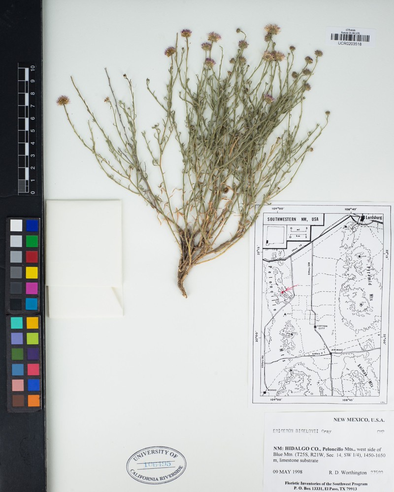 Bigelow's Fleabane photo 3