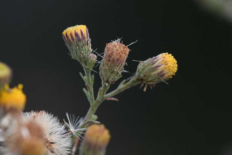 Bioletti's Fleabane
