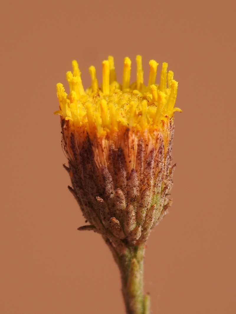 Bioletti's Fleabane
