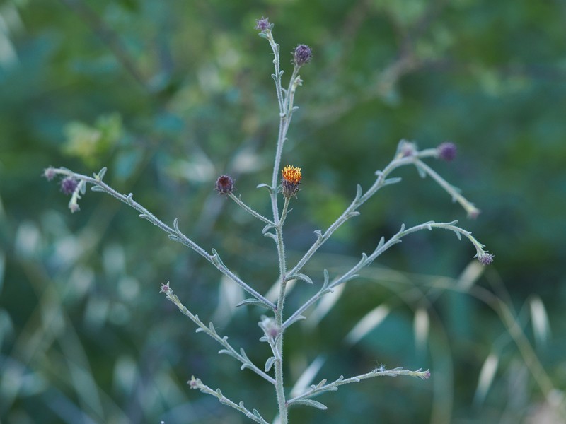 Bioletti's Fleabane photo 2