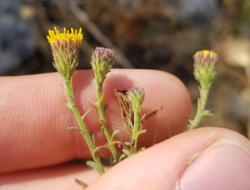 Bioletti's Fleabane photo 3