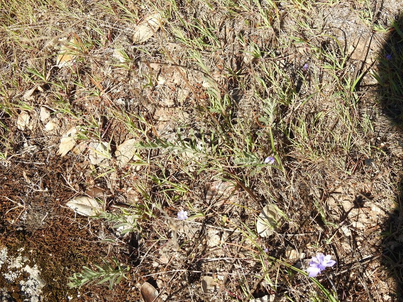 Bioletti's Fleabane photo 4