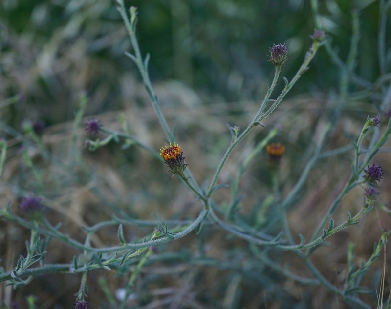 Bioletti's Fleabane photo 5