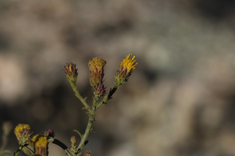 Bioletti's Fleabane photo 6