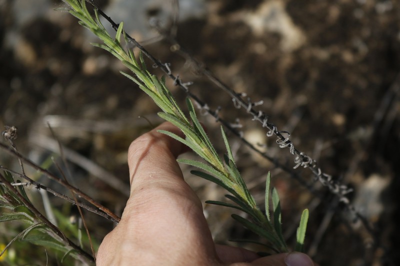 Bioletti's Fleabane photo 7