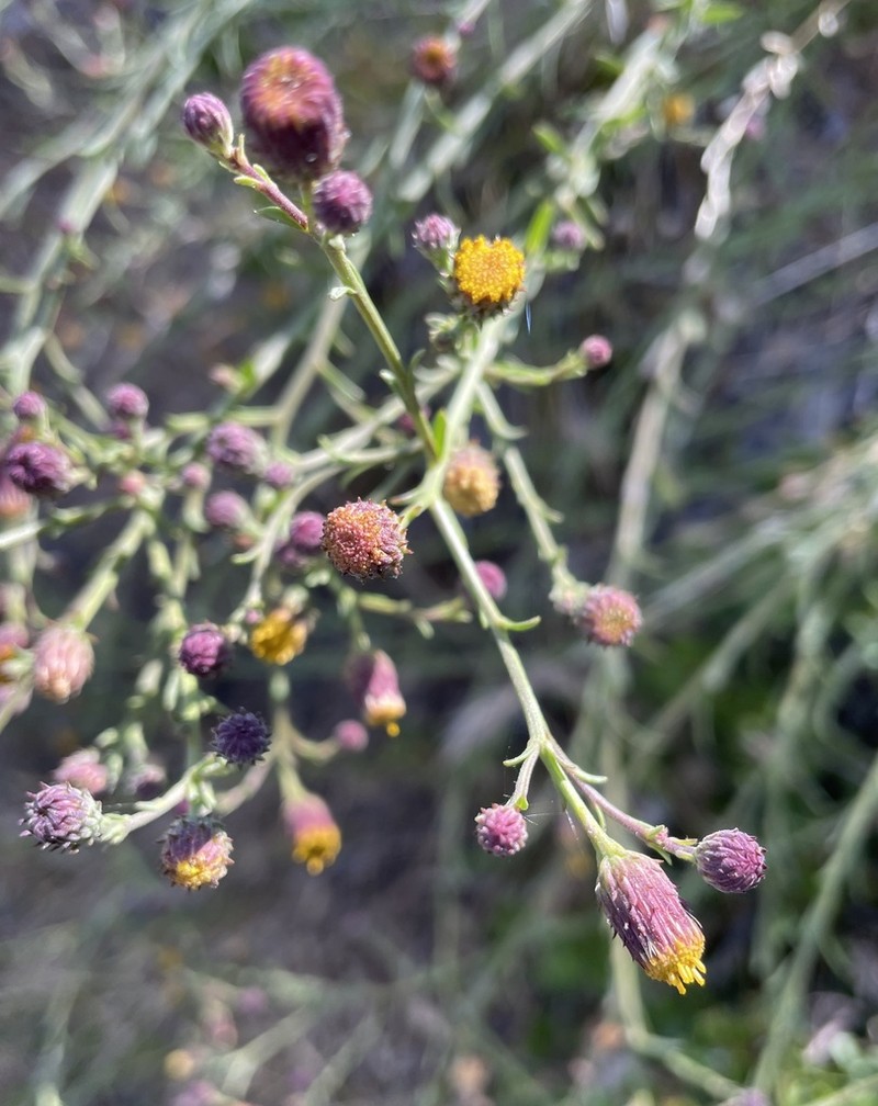 Bioletti's Fleabane photo 8
