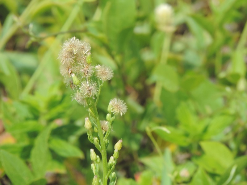 Erigeron blakei photo 2