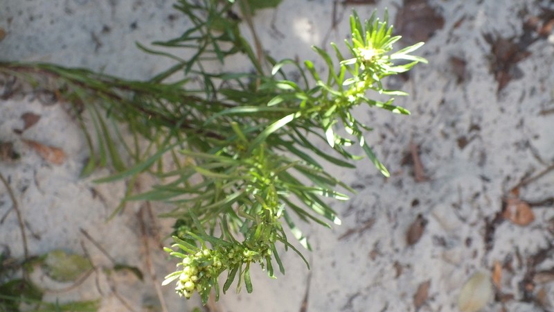 Erigeron blakei photo 3